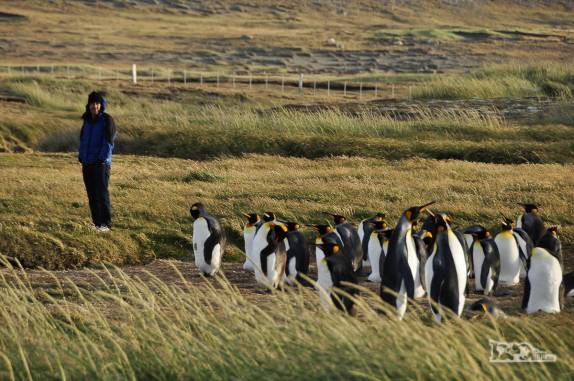 Nosso reencontro com pinguins rei em uma pinguinera na Terra do Fogo, no sul do Chile